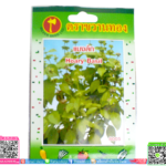 เมล็ดพันธุ์ แมงรัก 【ชนิดซอง】พร้อมส่ง