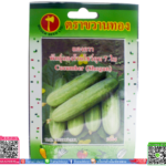 เมล็ด แตงกวาพร้อมส่ง