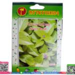 เมล็ด โหระพาใบใหญ่พร้อมส่ง