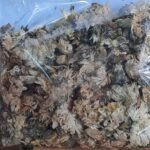 ดอกเก๊กฮวยแห้ง